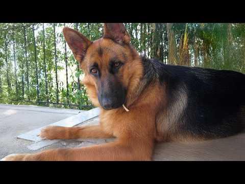German Shepherds are the FUNNIEST DOGS in the World #Video