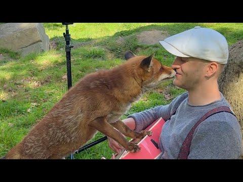 Singing for Animals Compilation #Video