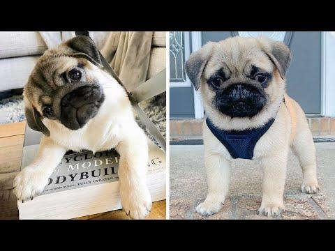 AWW SOO Cute and Funny Pug Puppies - Funniest Pug Ever #20 #Video
