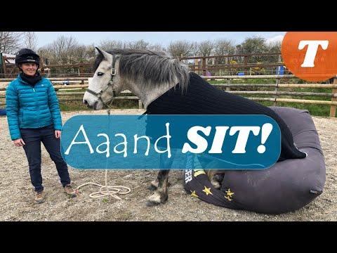 How to teach your HORSE to SIT ¦ Training VIDEO ¦ Emma Massingale