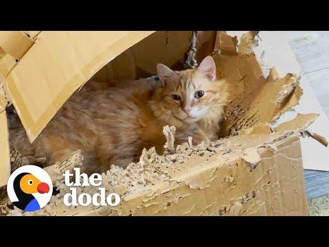 The Ginger Tabby Who Fell In Love With A Shredded Box #Video