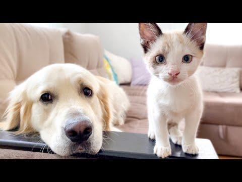 Golden Retriever Can be Friends with Everyone! #Video