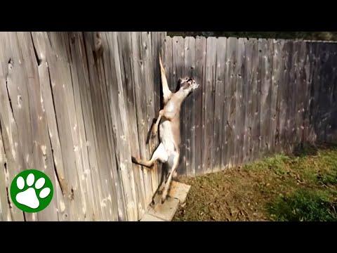 Man Rescues Buck Stuck In Fence #Video