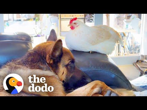 Fiance Says No More Ducks So Naturally He Becomes A Duck Dad  #Video