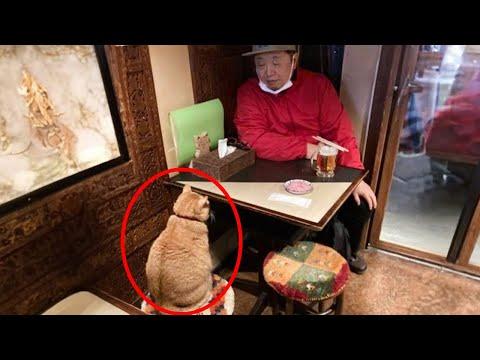 When your cat has a serious conversation with you | Funny Cat and Human #Video