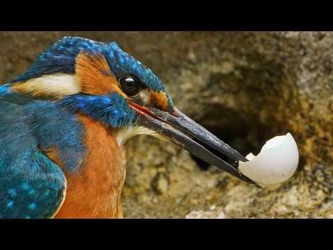 Filming Kingfishers Removing Egg Shells From the Nest | Discover Wildlife | Robert E Fuller #Video