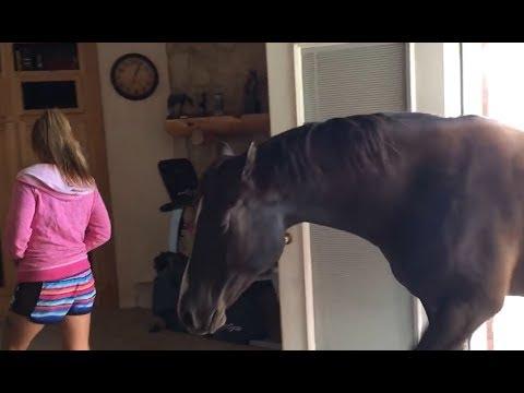 Horse Walks Inside House to Chill With Owner #Video