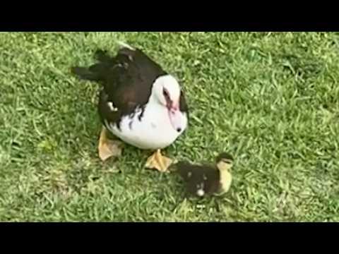 Every day, wild mama duck leaves baby with man so she can have me time #Video