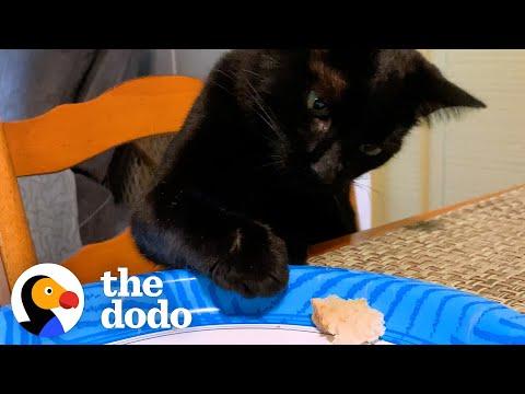 Cat Will Stop At Nothing To Steal His Mom's Food #Video