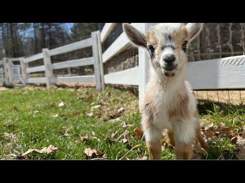 Cool (Goat) Kids Who’s Who List #video