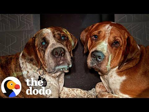 We’re Still Processing This Wild Story About Two 'Death Row' Dog Brothers #Video