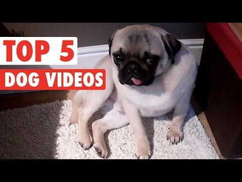 Top 5 Dog Videos || Feb 19 2016