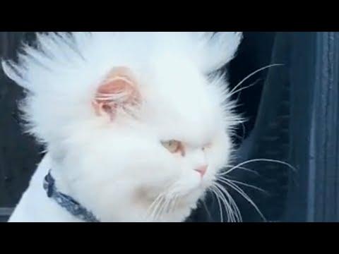 Family rescues a cat. And things quickly got hairy. #Video