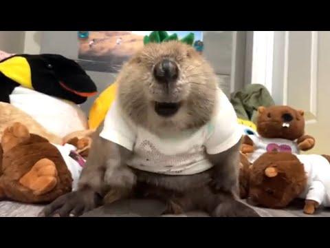 Rescue beaver builds dam with stuffed toys #Video