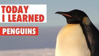 Today I Learned: Penguin Facts