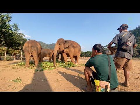 Mahout Play Music For Elephant - ElephantNews #Video