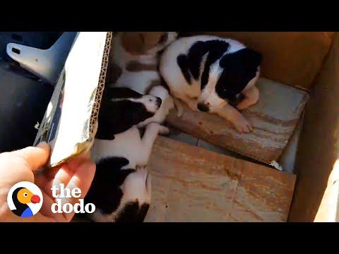 Guy Finds Three Adorable Puppies Abandoned In A Box #Video
