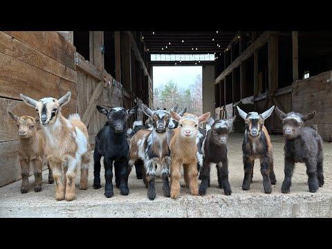 Goat kids were wild this morning! #Video