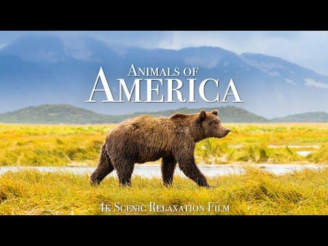 Animals of America 4K - Scenic Wildlife Film With Calming Music #Video