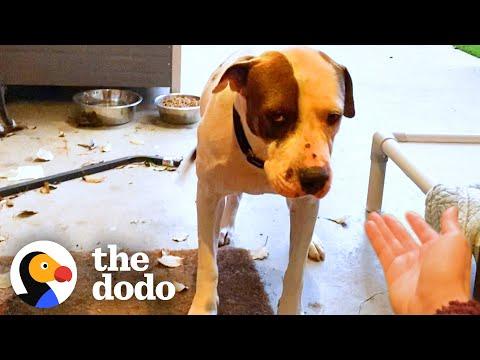Stray Dog Too Scared To Come Inside The House #Video