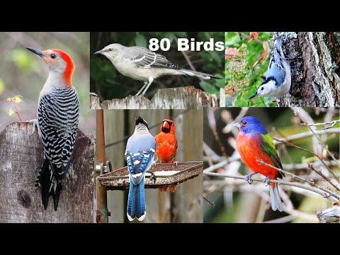 Identify Your Backyard Birds #Video