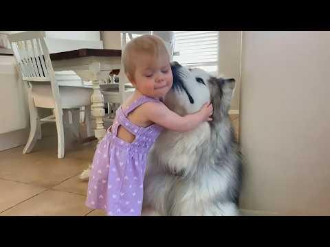 When Adorable Malamutes Prove They're the Best Friends #Video
