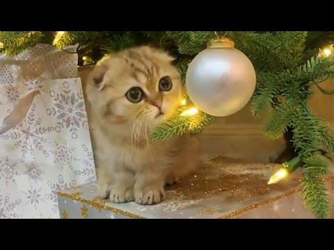 Munchkin Baby Cat Gets Christmas Presents Early Video