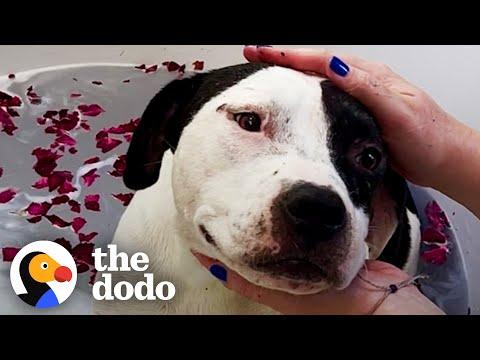 Mama Pittie Gets Full Service Spa Day #Video