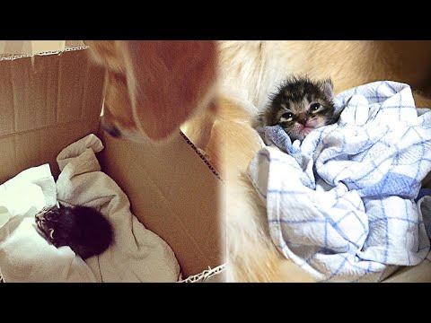 Dog Adopts an Orphan Kitten Rejected By Her Mom #video
