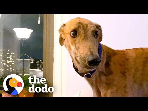 Rescued Racing Greyhound Scared Of Everything Can’t Stop Smiling Now #Video