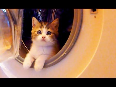 Funny Cats And Washing Machine