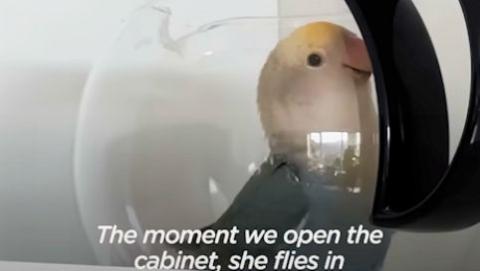 Lovebird Will Go To Any Length To Break Into Kitchen Cupboard #Video