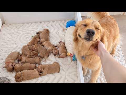 When Mama Dogs Proudly Show Off Their Adorable Babies #Video