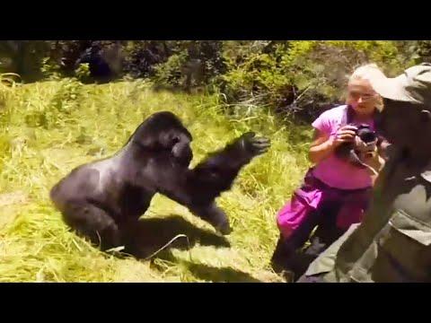 Gorilla Didn't Want His Picture Taken. Your Daily Dose Of Internet. #Video