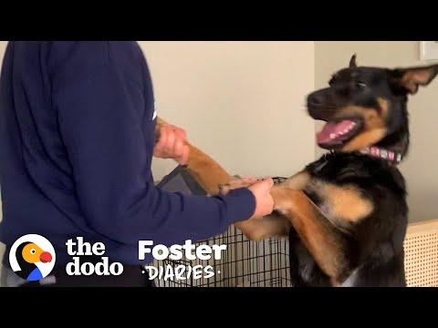 Foster Dog Who Slept For Days Is A Wild Child Now Video | The Dodo Foster Diaries