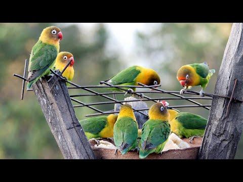 Fischer's Lovebirds in Kenya #Video