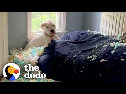 100-Pound Deaf Puppy Meets Her Senior Dog Sister And... #Video