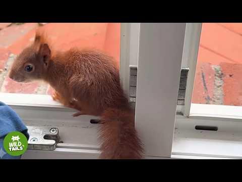 This Rescued Wild Squirrel Comes Back Every Single Day Just To Visit Me! #Video