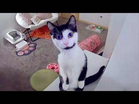 Cats under Surveillance | Silliest Cat Videos 2025 #Video