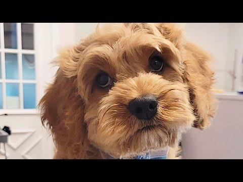 Little puppy gives me hugs during his first bath #Video
