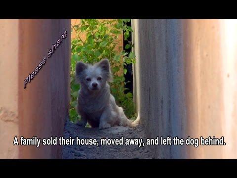 A Family Moves Away And Leaves Their Dog Behind
