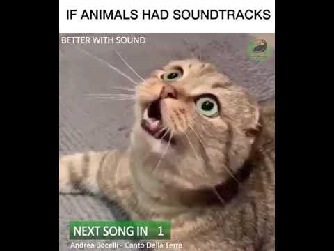 If animals have soundtracks...