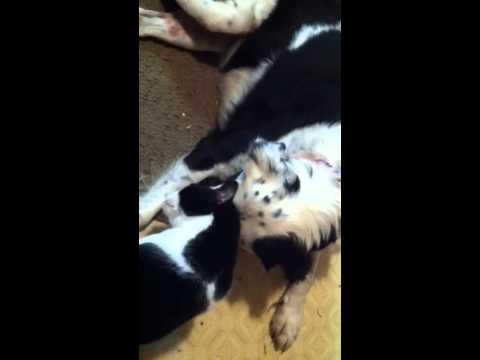 Dog Pesters Cat For More Attention.