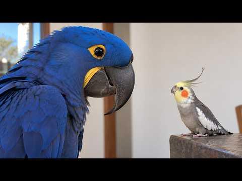 This Giant Talking Parrot Wasn’t Ready for This Tiny Cockatiel #Video