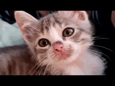Kitten was used as a children's toy. Then this woman came into his life. #Video