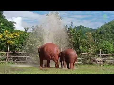 Baby Elephant Wan Mai Enjoy Water When Gardener Turn Sprinklers On - ElephantNews #Video