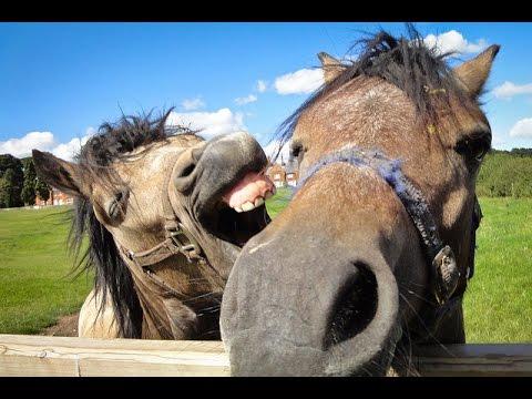 Funny Horse Videos Compilation