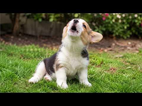 These Puppies Are TOO CUTE to Handle! | Funniest Puppy Videos of 2026 #Video