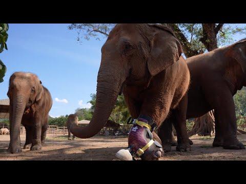 Elephants Try To Take Her Friend For A Walk After Installed Prosthetic - ElephantNews #Video