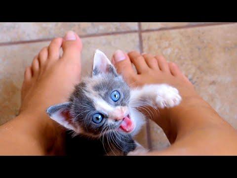 I Come For The Milk - Funniest Kittens  #Video